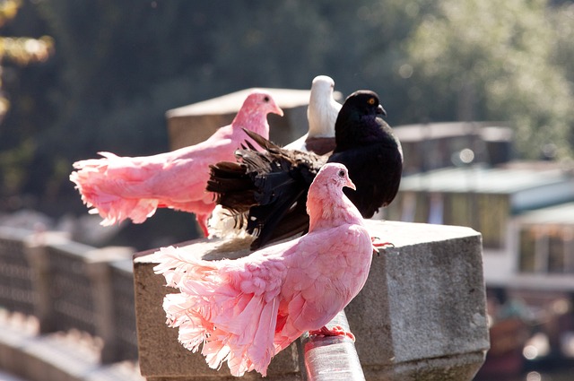 相信在不久 相信在不久