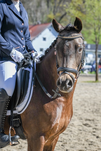 伦比的实力 伦比的实力